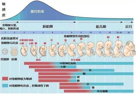 胚胎發育順序 8月8日出生的人
